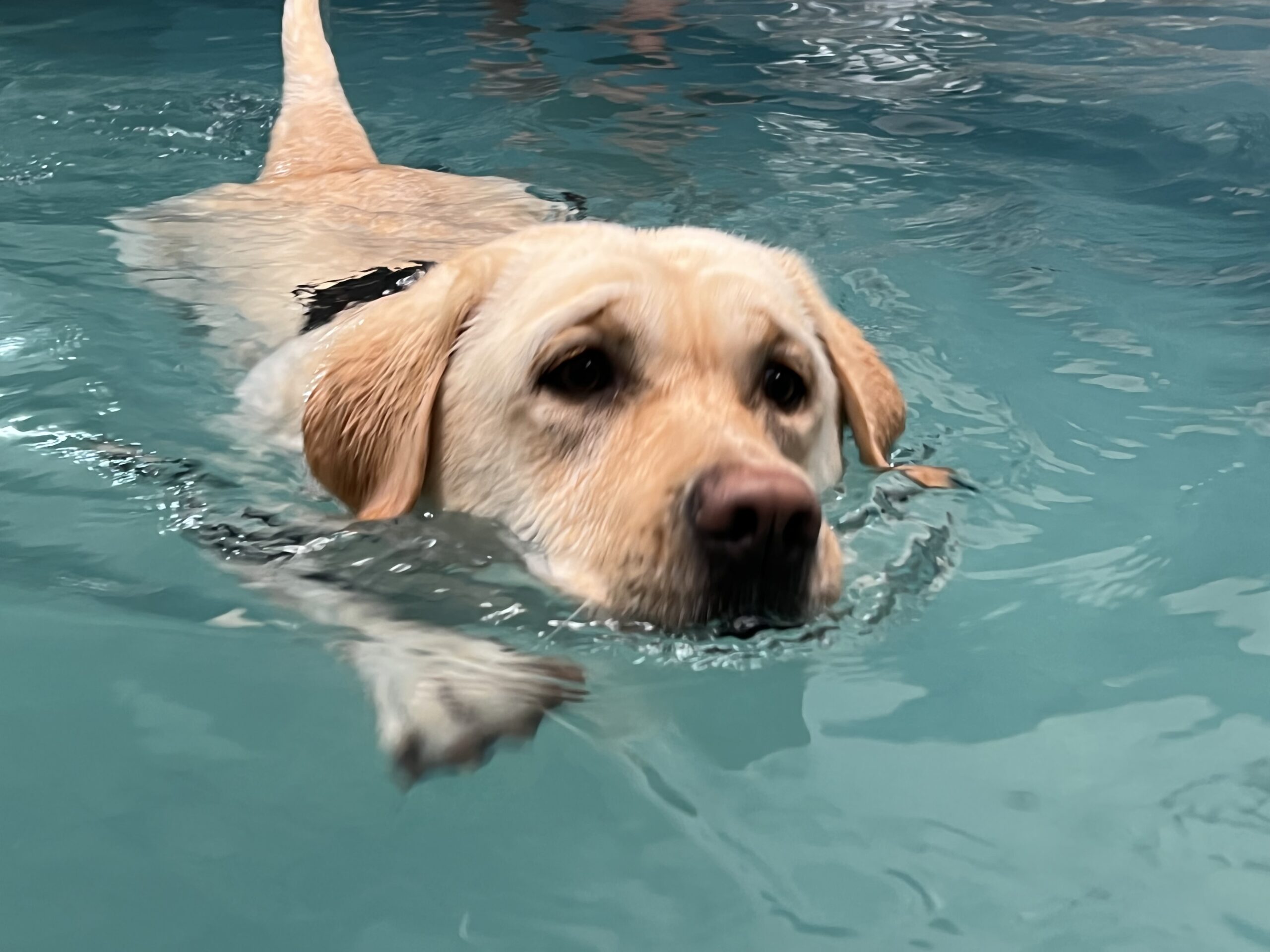 Video Allenamento in piscina per cani presso Eticamentecane: i benefici