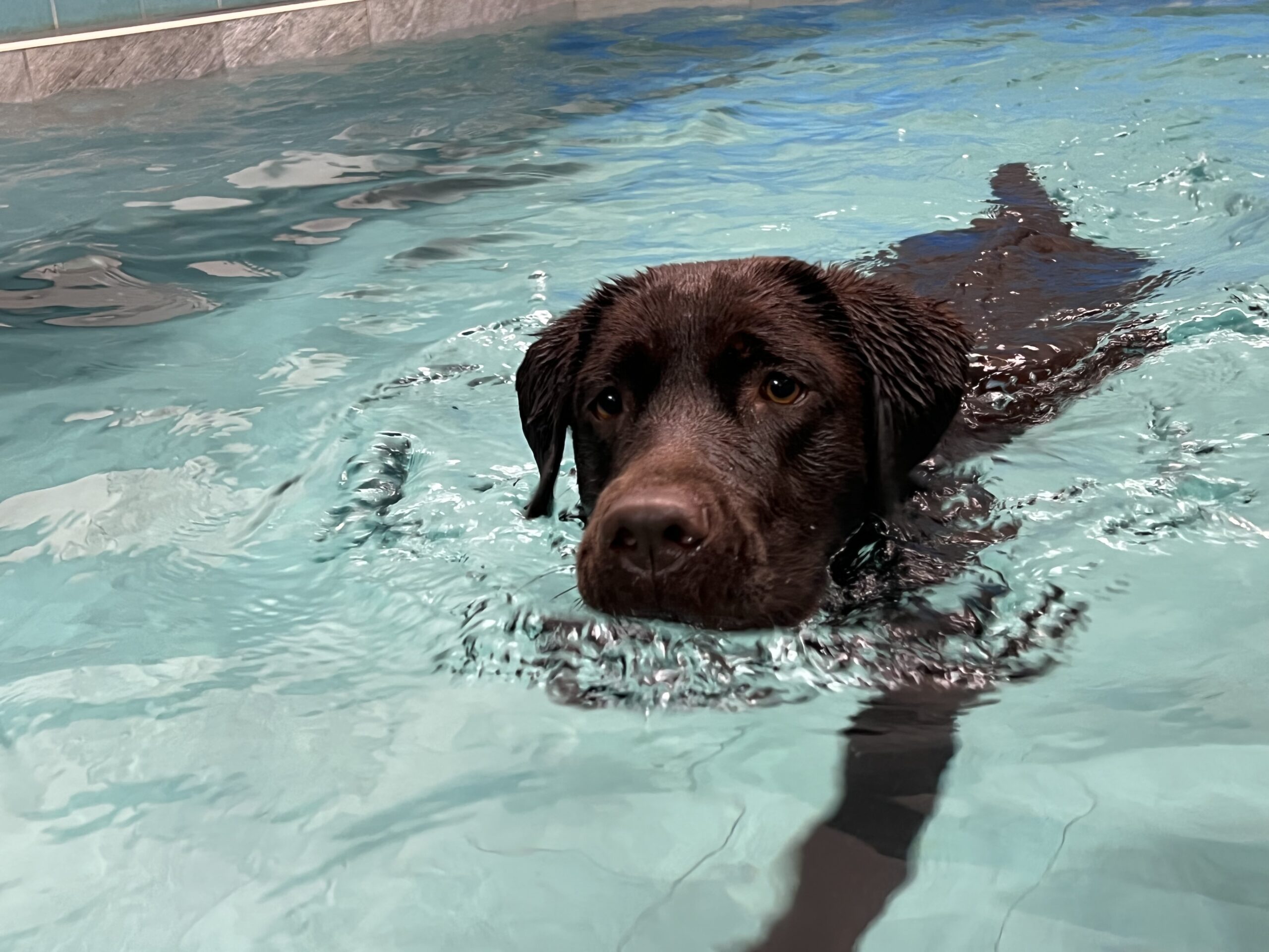 Video: Esperienza in piscina per cani per tesla: passare da dove “tocca” al nuoto