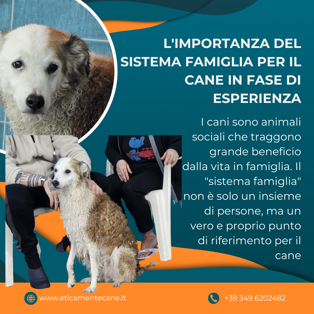 L’importanza del Sistema Famiglia per il Cane in Fase di Esperienza.